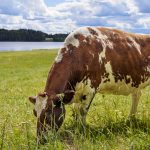 Lehmä syö ruohoa laitumella järven edustalla kesäpäivänä.