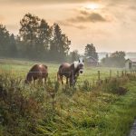 Kaksi hevosta laitumella kevyesti usvaisena kesäaamuna.