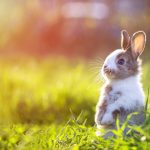 Pieni sinisilmäinen pupu istuu etukäpälät ilmassa ruohikossa.