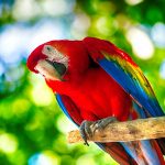 Punainen arapapukaija istuu oksalla.