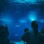 Blå planet -akvaario Kööpenhaminassa