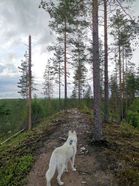 Ulvaanharjun ja Vatulanharjun ulkoilumaastot 👍🏻