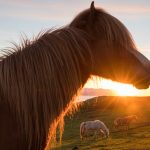 Islanninhevosia laiduntamassa keskiyön auringon aikaan.