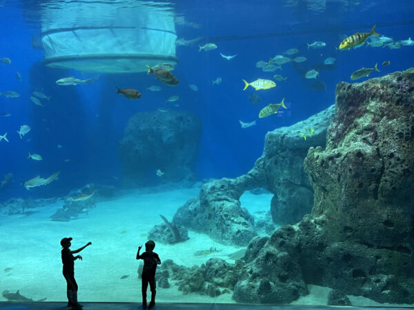 Pohjois-Euroopan suurin akvaario