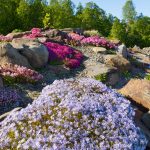 Tromssan kasvitieteellinen puutarha