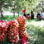 Omenasäkkejä vihreällä nurmikolla