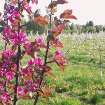 Retliinejä kukkasia pensaassa