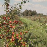 Omenapuita puutarhassa