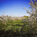 Pensaita ja sininen taivas