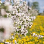 Valkoisia omenakukkia puussa