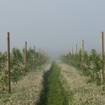 Polku vihreiden viljelmien keskellä