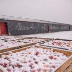 Lunta satanut omenalaatikoiden päälle