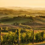 Viiniviljelmiä Toscanan maaseudulla.