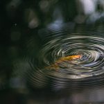 Kultakala vedenpinnassa