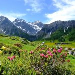 Alppiruusuja Davosin vuoristossa