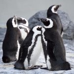 Pingviinit Klaipedan merimuseossa Liettuassa