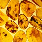 Hyönteisiä meripihkakimpaleiden sisällä.