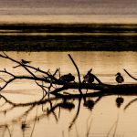 Lintuja puunoksalla järvellä illan hämärtyessä.