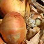 Lähikuva sipulista.