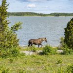 Ruskea hevonen kävelee rannassa kahden havupuun välissä.