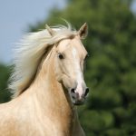 Vaalea hevonen vihreässä luonnossa