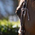 Hevosen pää takaviistosta kuvattuna