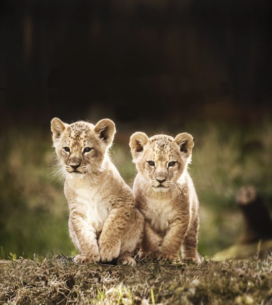 Missä on Pohjoismaiden suurin ja hauskin eläinpuisto?
