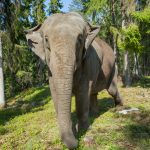 Elefantti tulee lähelle Kolmårdenin eläintarhassa.