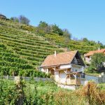 Viiniviljelmiä ja taloja Tokajin rinteillä, Unkarissa