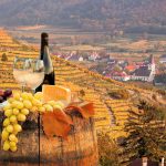 Valkoviinä, juustoja ja rypäleita viinilaaksossa. Wachau, Itävalta