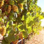 Valkoiset viinirypäleet auringonvalossa, Ranska.