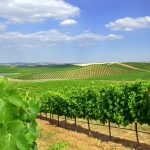 Viinilaakso Aletanjossa