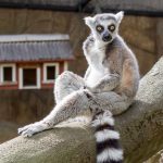 Kissamaki Skansenin eläintarhassa