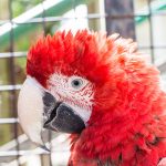 Skansenin eläintarhan värikäs papukaija