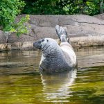 Harmaahylje Skansenin eläintarhassa