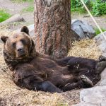 Ruskeakarhun rento hetki Skansenin eläintarhassa