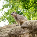 Nelisormimagnusti kalliolla Skansenin eläintarhassa