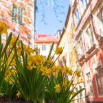 Narsisseja Tukholman vanhassa kaupungissa.