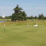 Linnut Saarenmaan golfkentällä