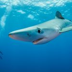 Sukeltaja kirkkaan sinisessä meressä hain vieressä.