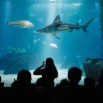 Ihmisiä katsomassa kaloja ja haita meriakvaariossa.