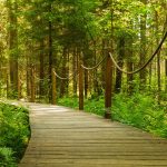 Puinen kävelysilta köysikaiteineen vehreässä metsässä.