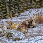 Skanssenissa pääset tutustumaan poroihin!