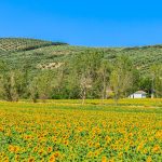 Andalusialaista luontomaisemaa. Auringonkukkia pellolla.