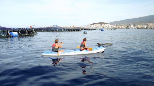 Delfiinien bongausta kajakeista