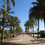 Palmujen reunustama rantakatu Palma de Mallorcalla