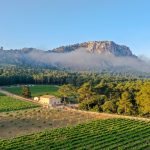 Viinitilan viljelmiä Mallorcalla