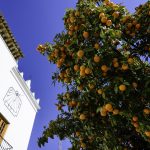 Applesiinipuu ja vanha rakennus