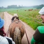 Luomajärven Kievari, Hevosajelu