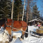 Luomajärven Kievari, Hevosajelu